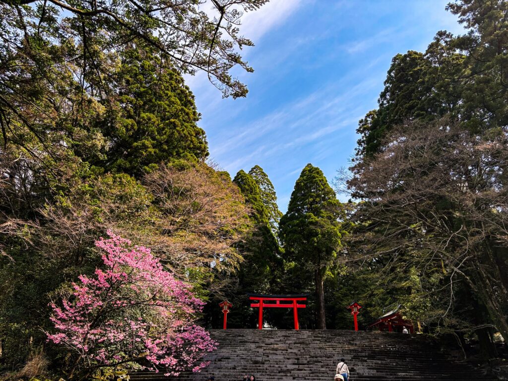 霧島神宮 春の風景