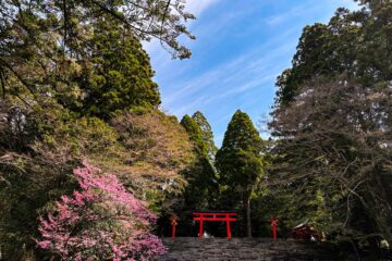 霧島神宮 春の風景