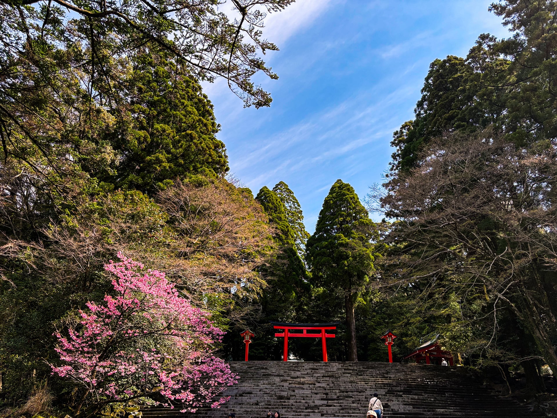 霧島神宮 春の風景