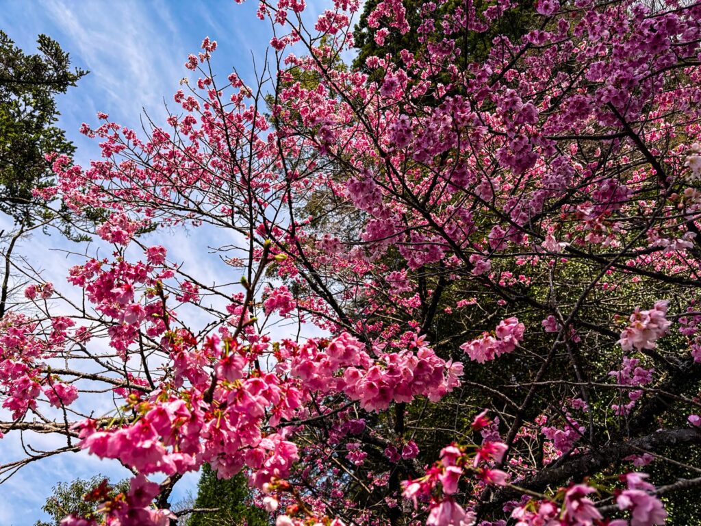霧島神宮 春の桜