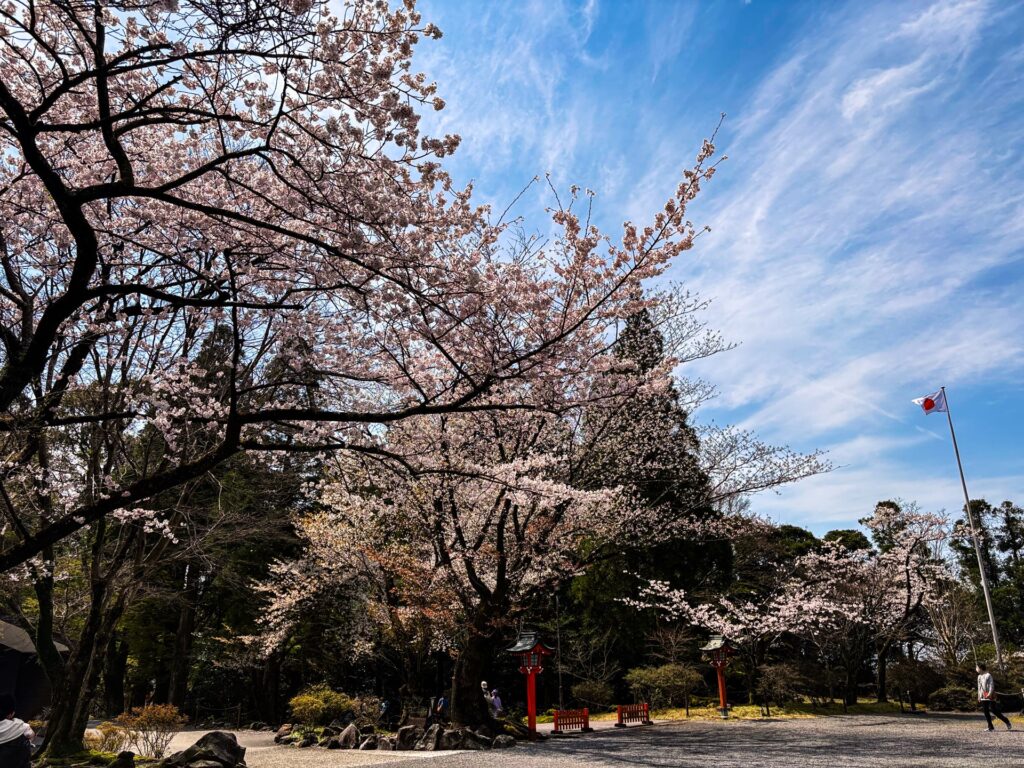 霧島神宮 春の桜