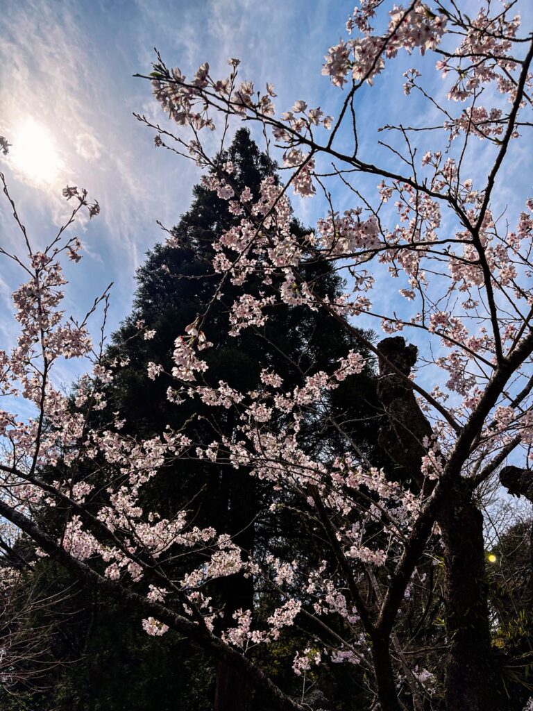 霧島神宮 春の桜