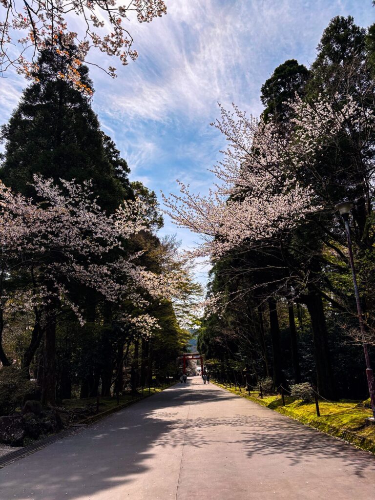 霧島神宮 春の参道