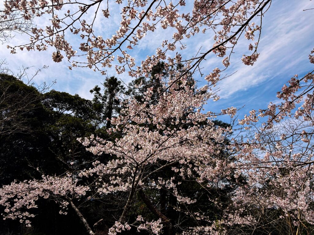 霧島神宮 春の桜