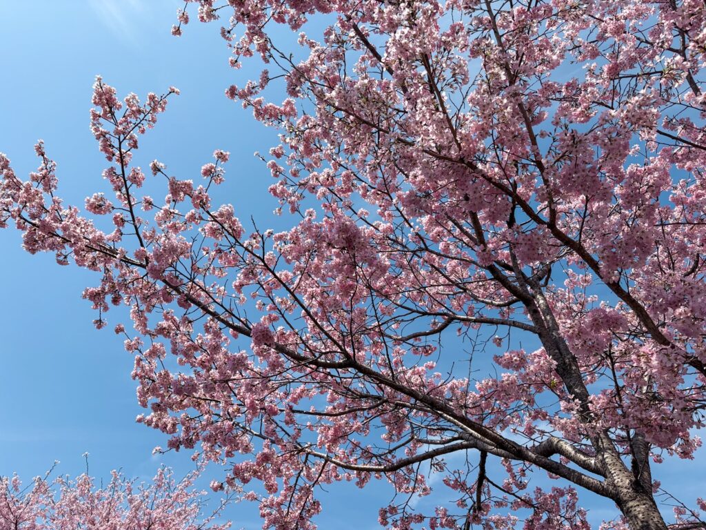 霧島神宮 春の桜