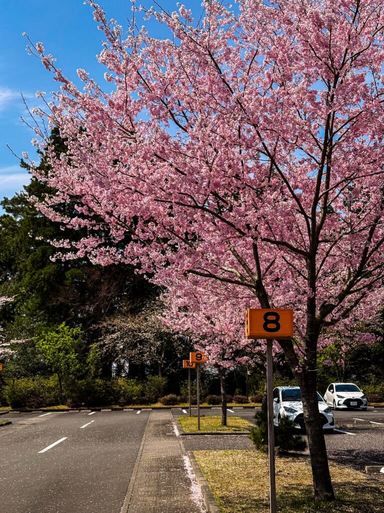 霧島神宮 春の桜