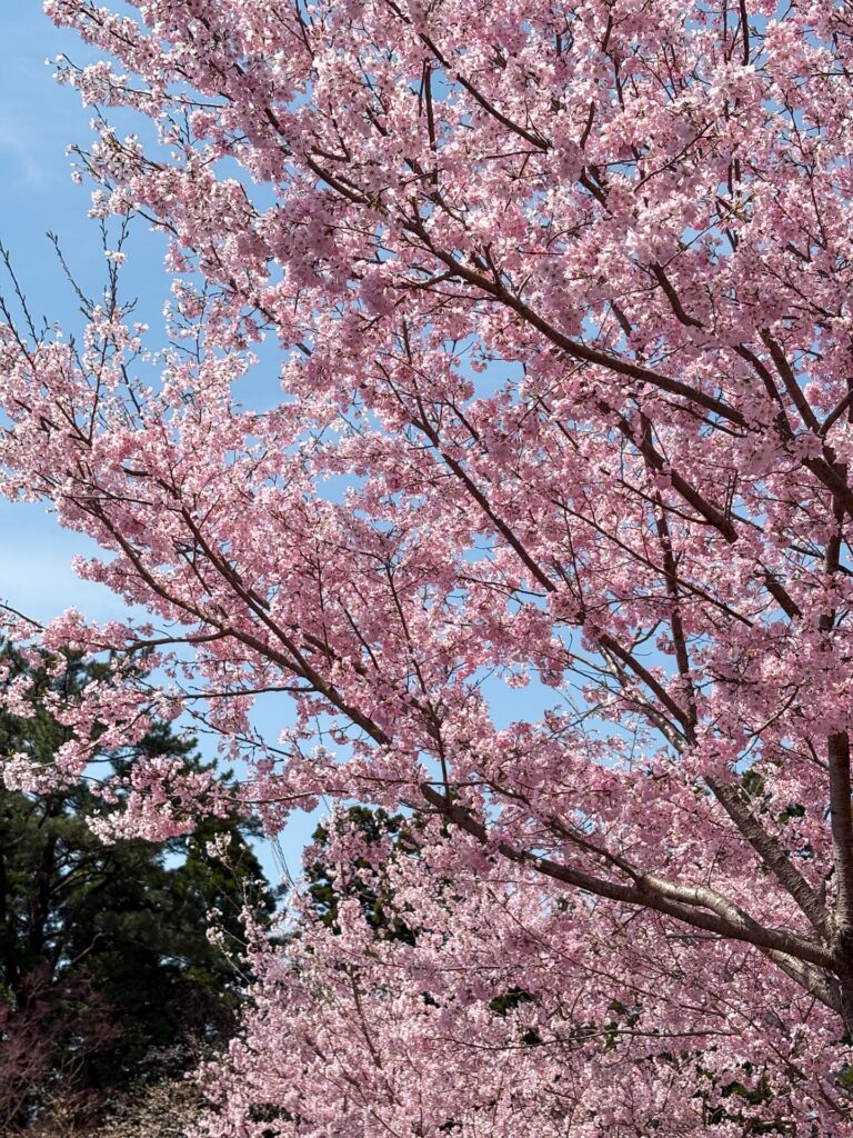 霧島神宮 春の桜