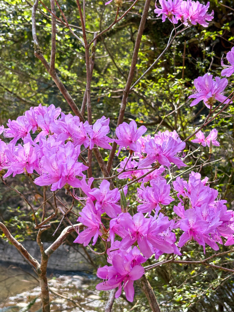 塩浸温泉龍馬公園