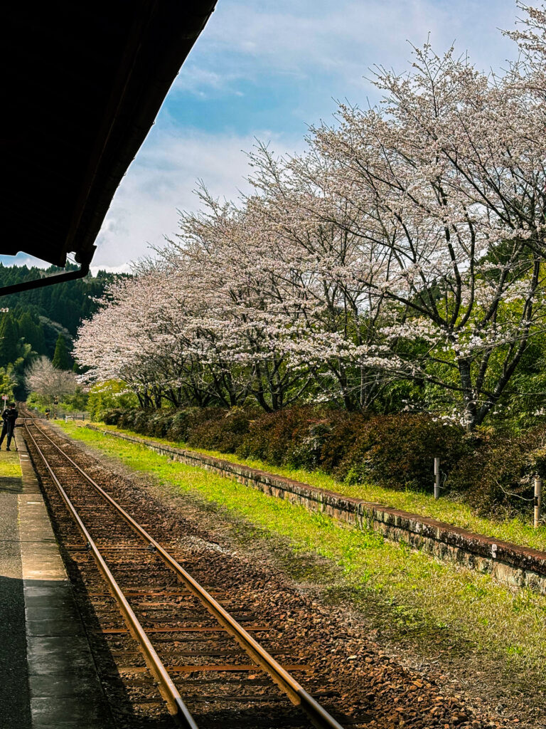 春の嘉例川駅と桜