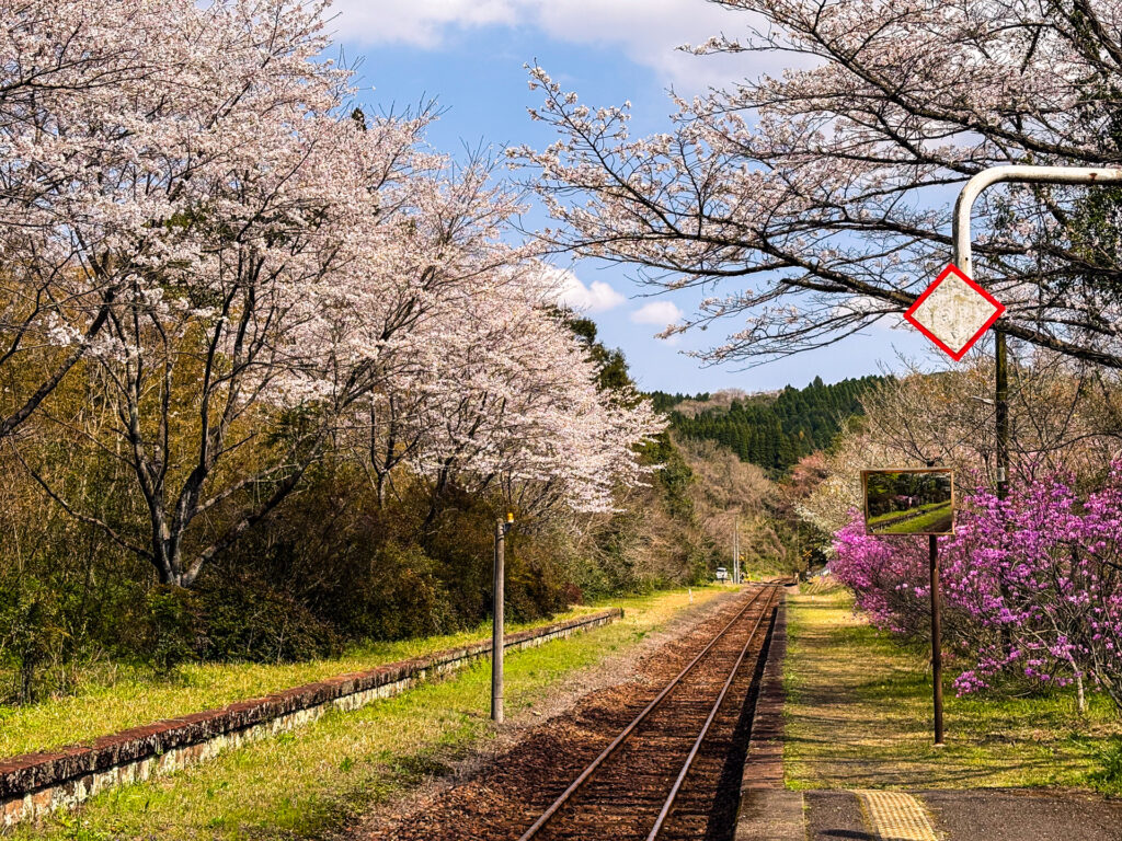 春の嘉例川駅と桜