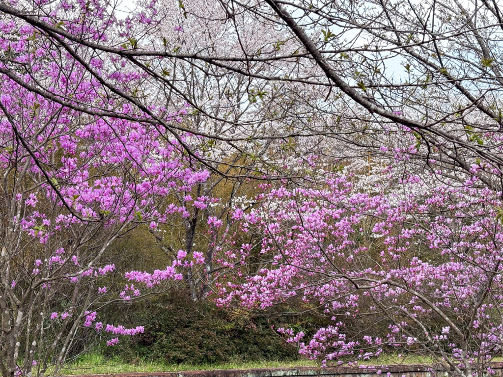 春の嘉例川駅の桜