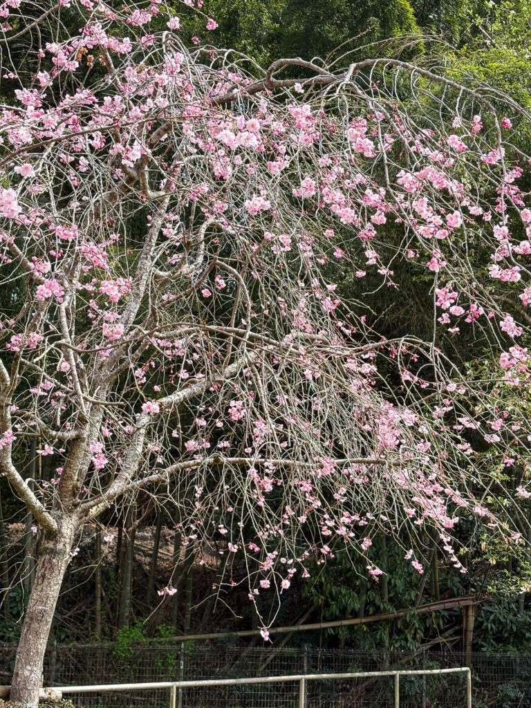 春の嘉例川駅の枝垂れ桜