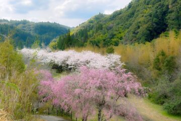春の嘉例川駅と桜