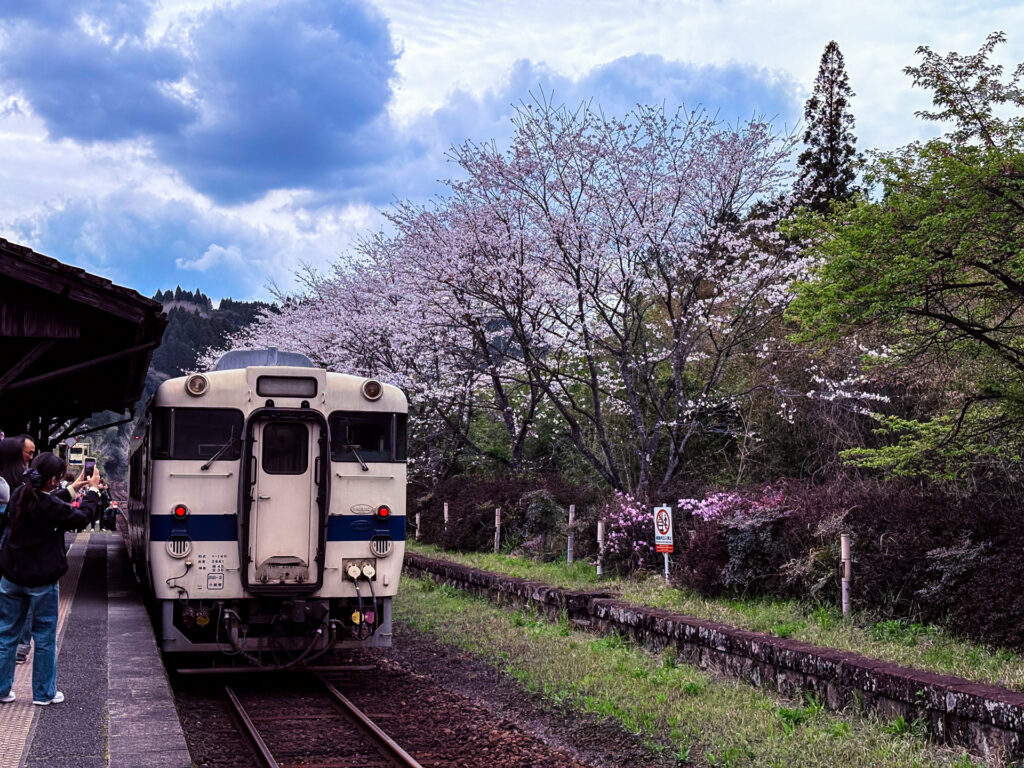 嘉例川駅のホームと電車と桜