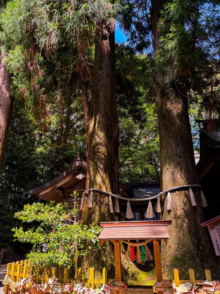 高千穂神社 夫婦杉