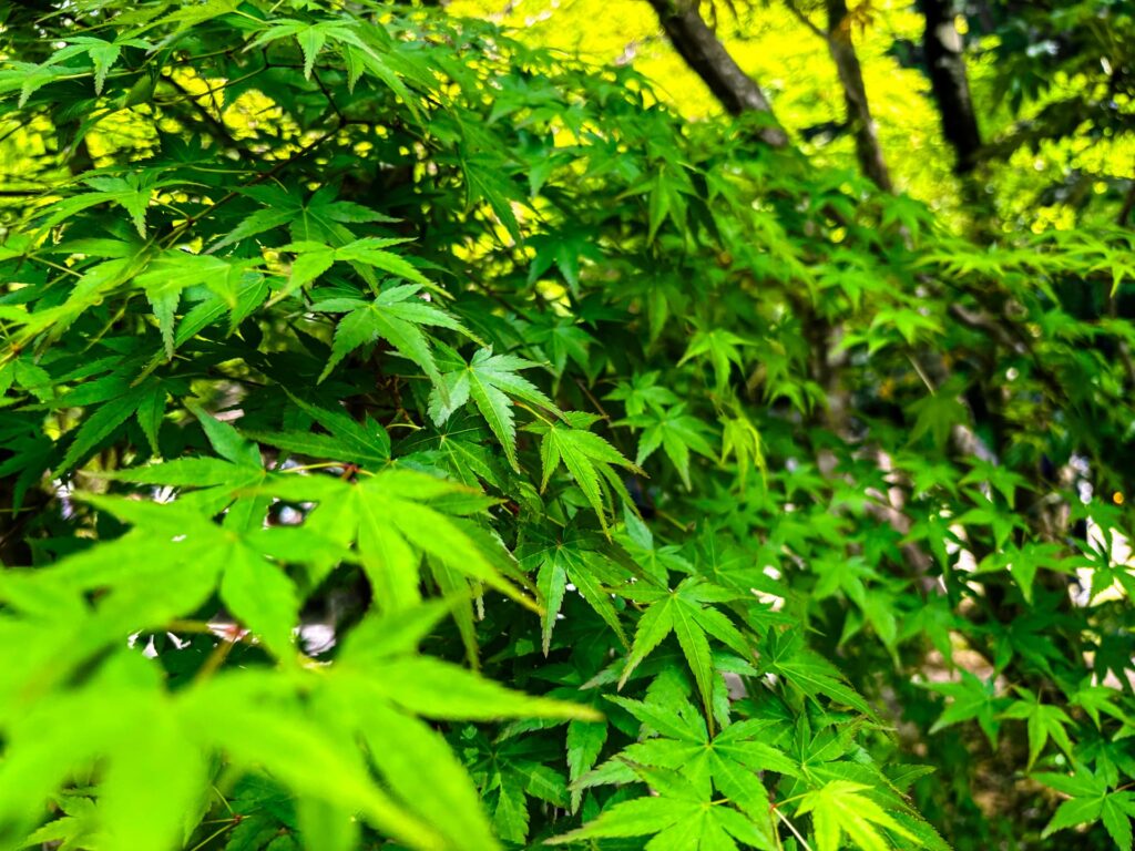 高千穂峡