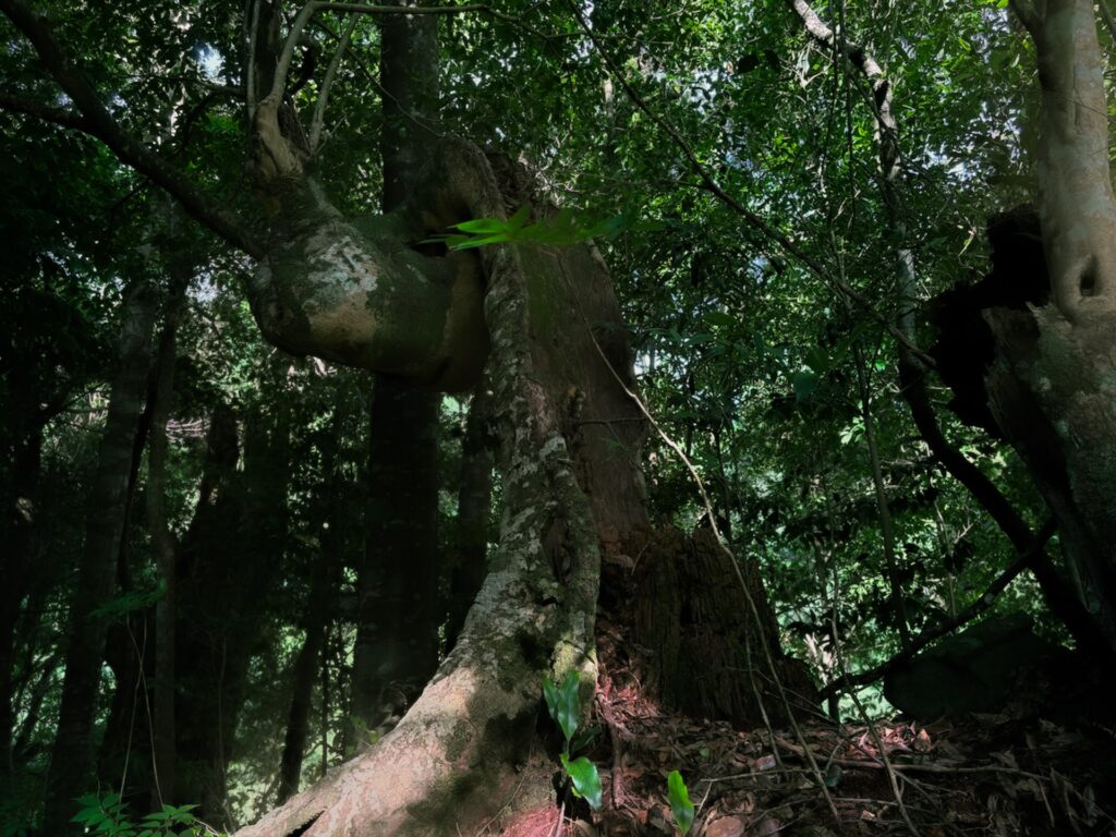 淡島阿弥陀堂