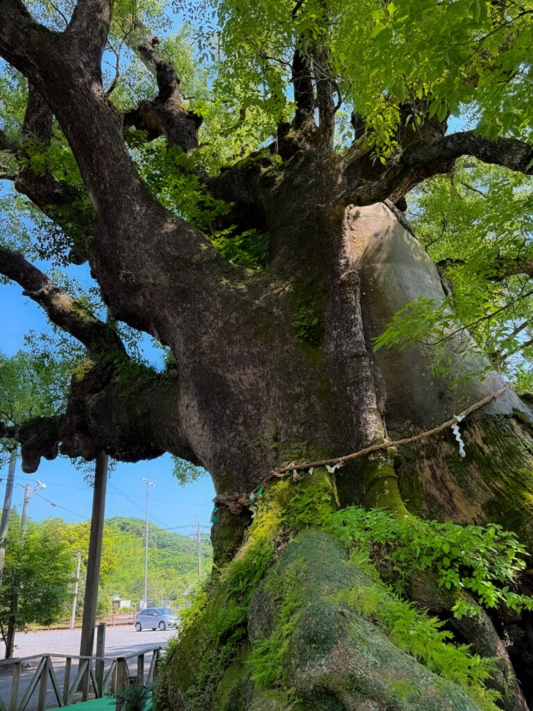 山宮神社 大楠