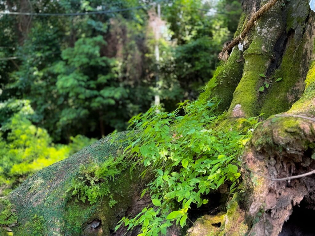 山宮神社 大楠