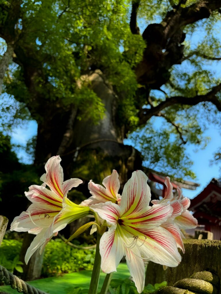 山宮神社 大楠