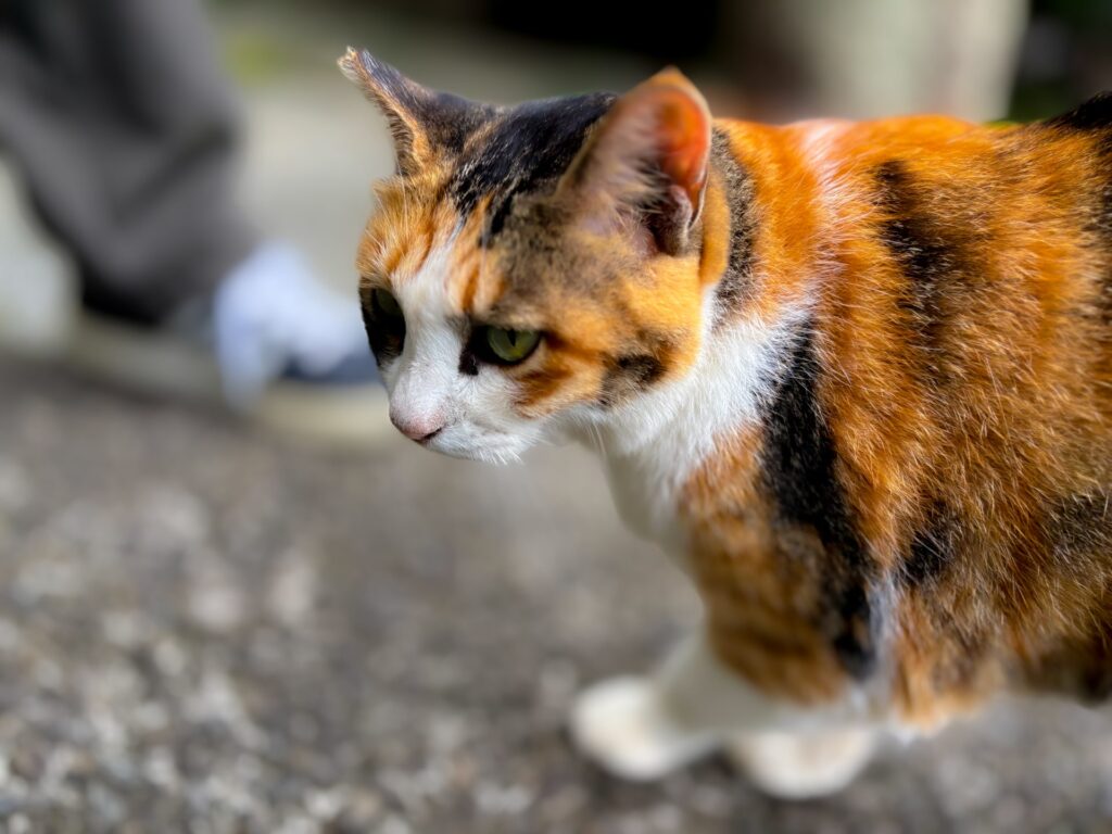 吾平津神社 猫