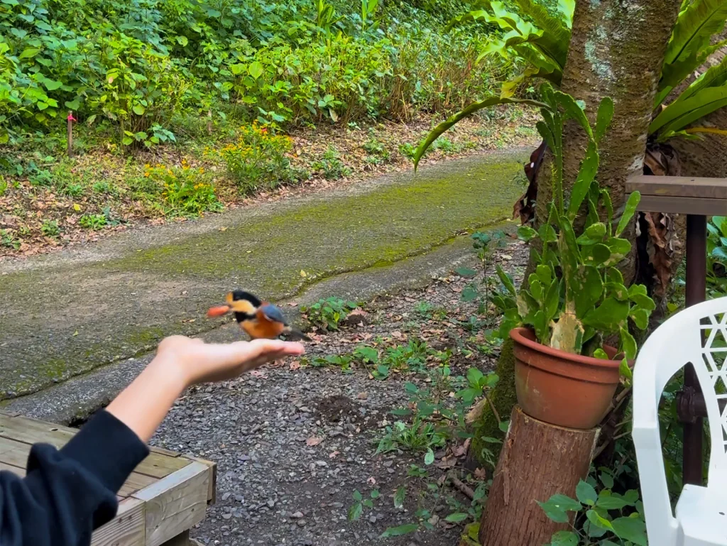 鷹直神社でのヤマガラの手乗り